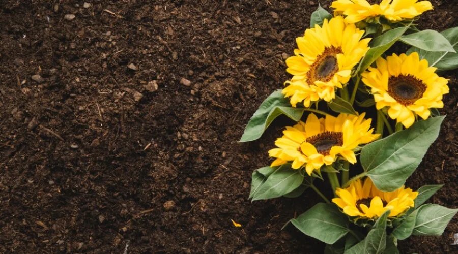 The Price of Purity: Why Natural Farming is a Labor of Love